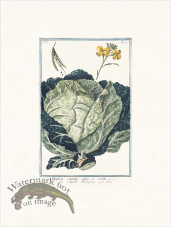 Bonelli 324 Cabbage